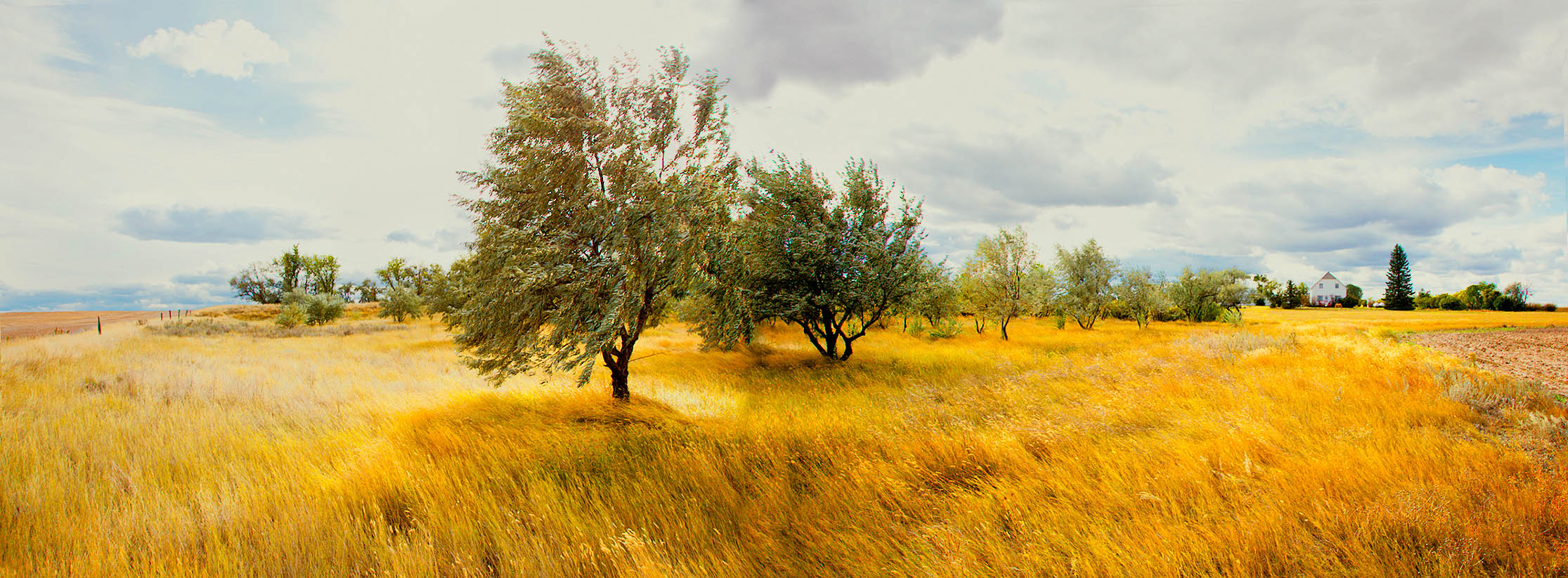 Farm-Trees_House 1276px 07