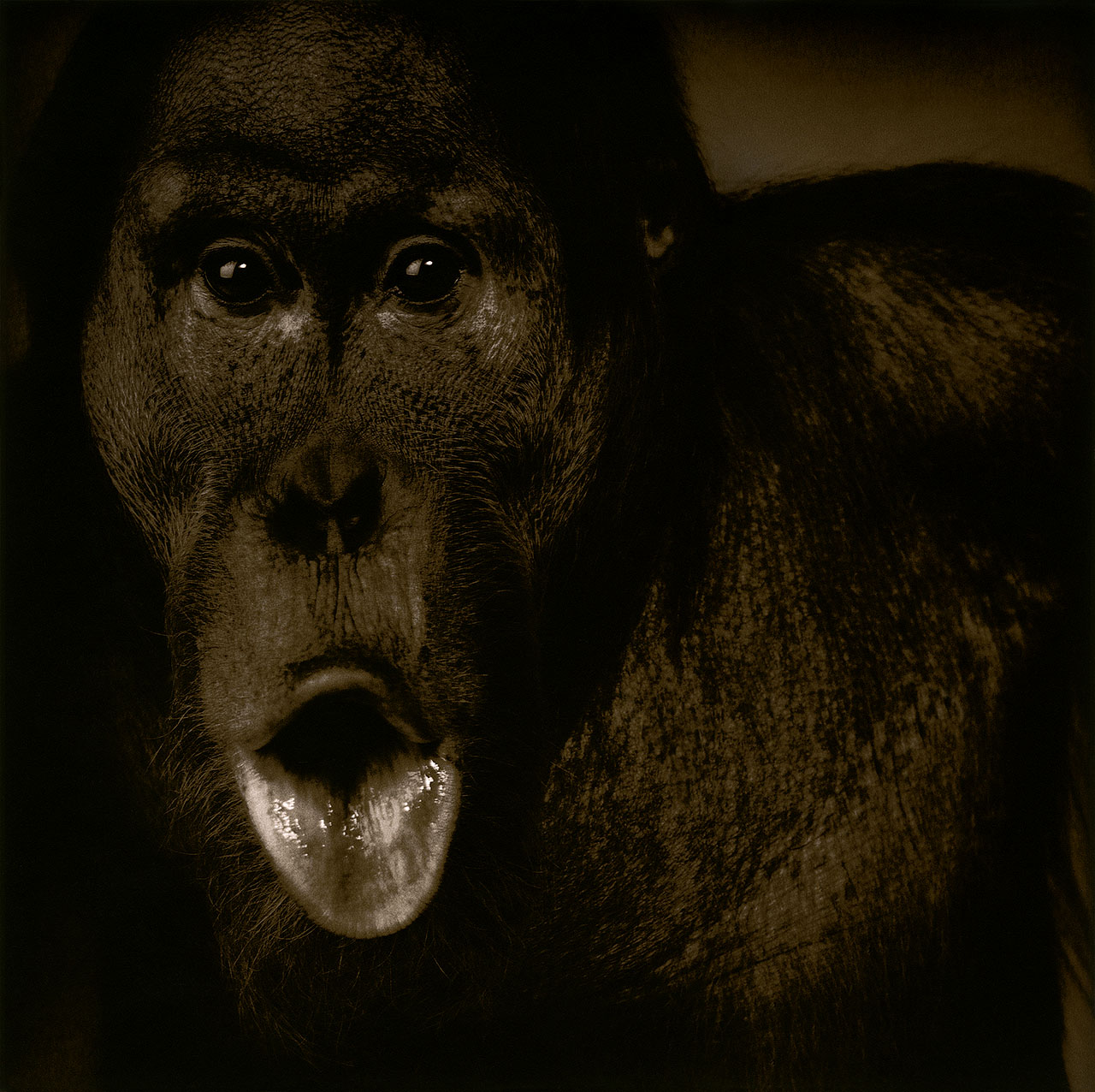 Orangutan-BxW2 sharp0.5 1276px 08