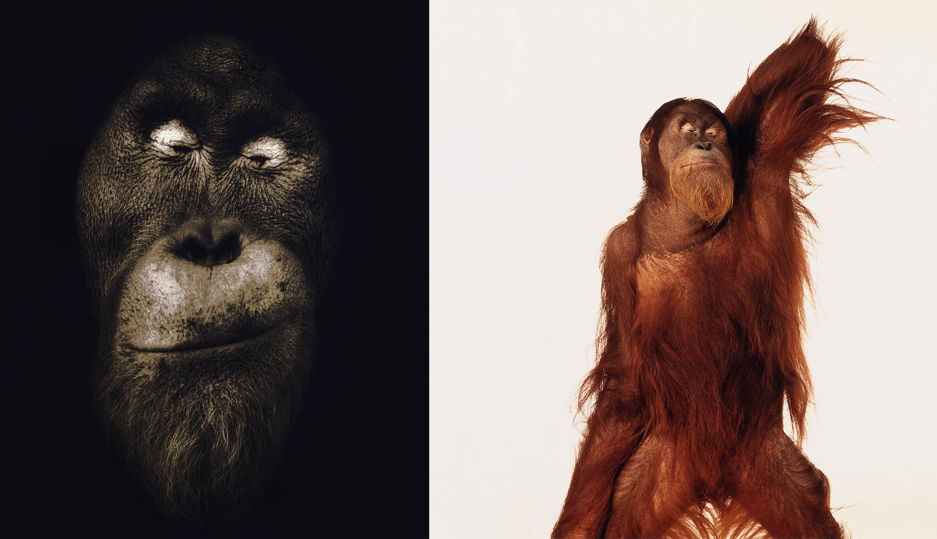 Orangutan Diptic NoB 07
